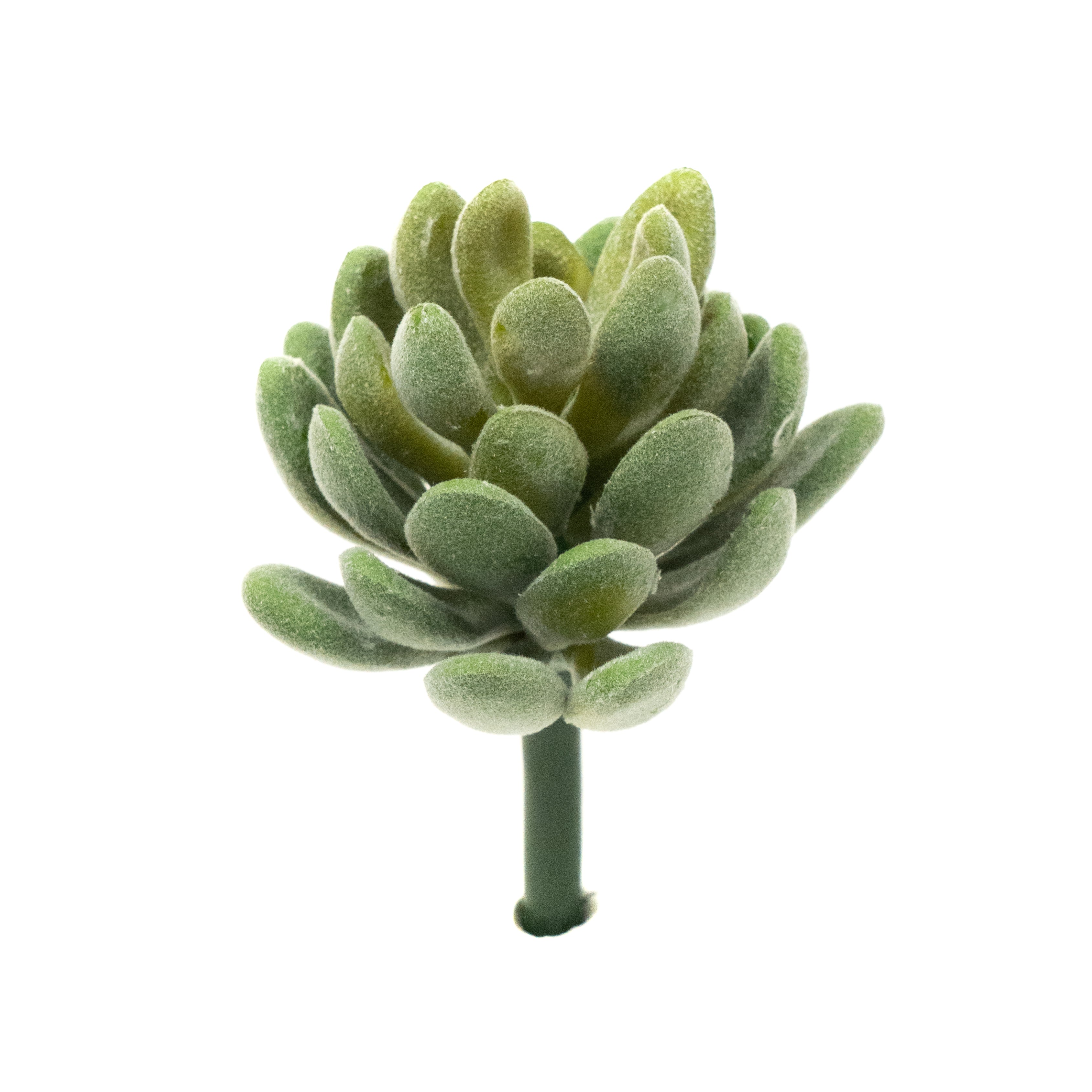 Crassulla Rogersii - Green