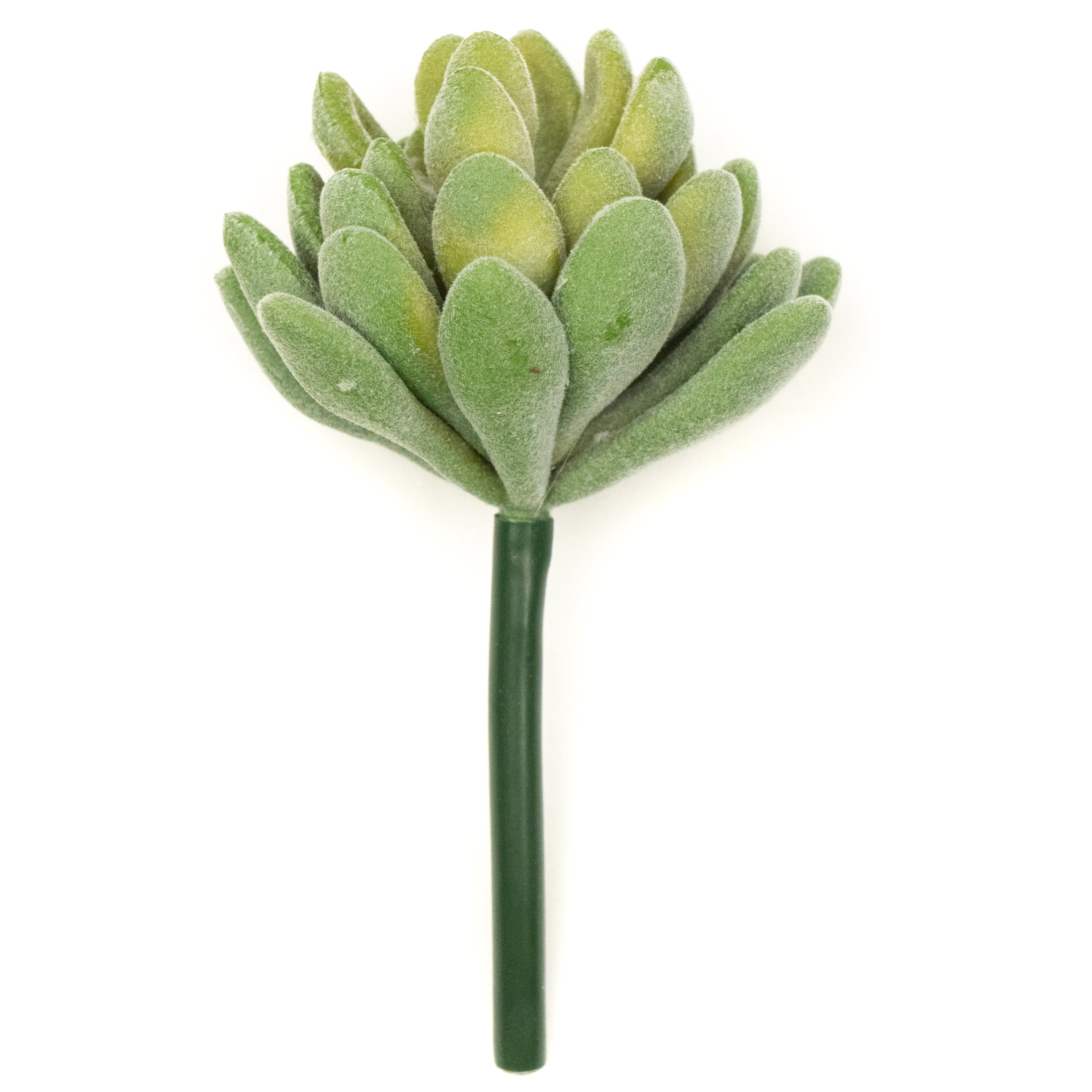 Crassulla Rogersii - Green