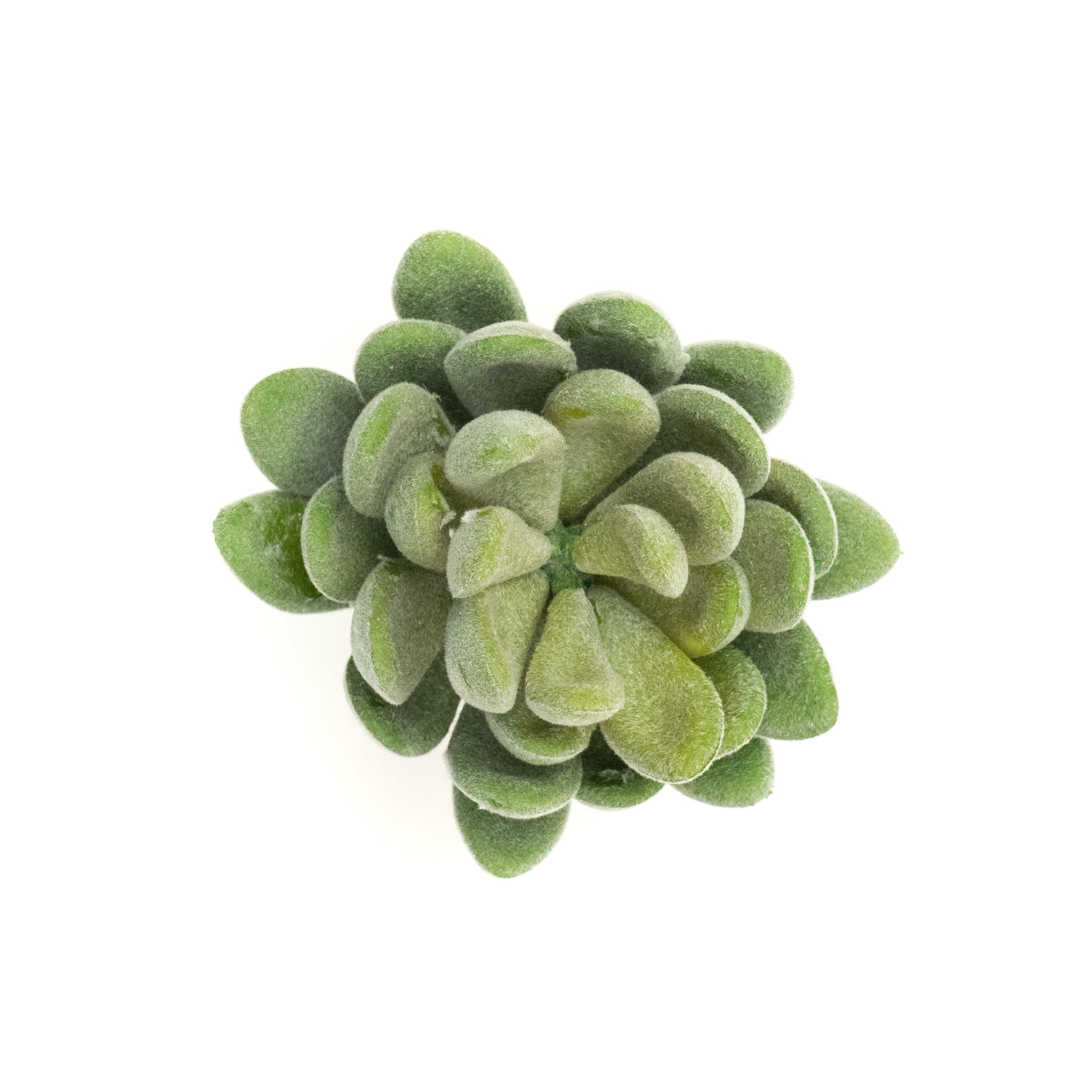Crassulla Rogersii - Green