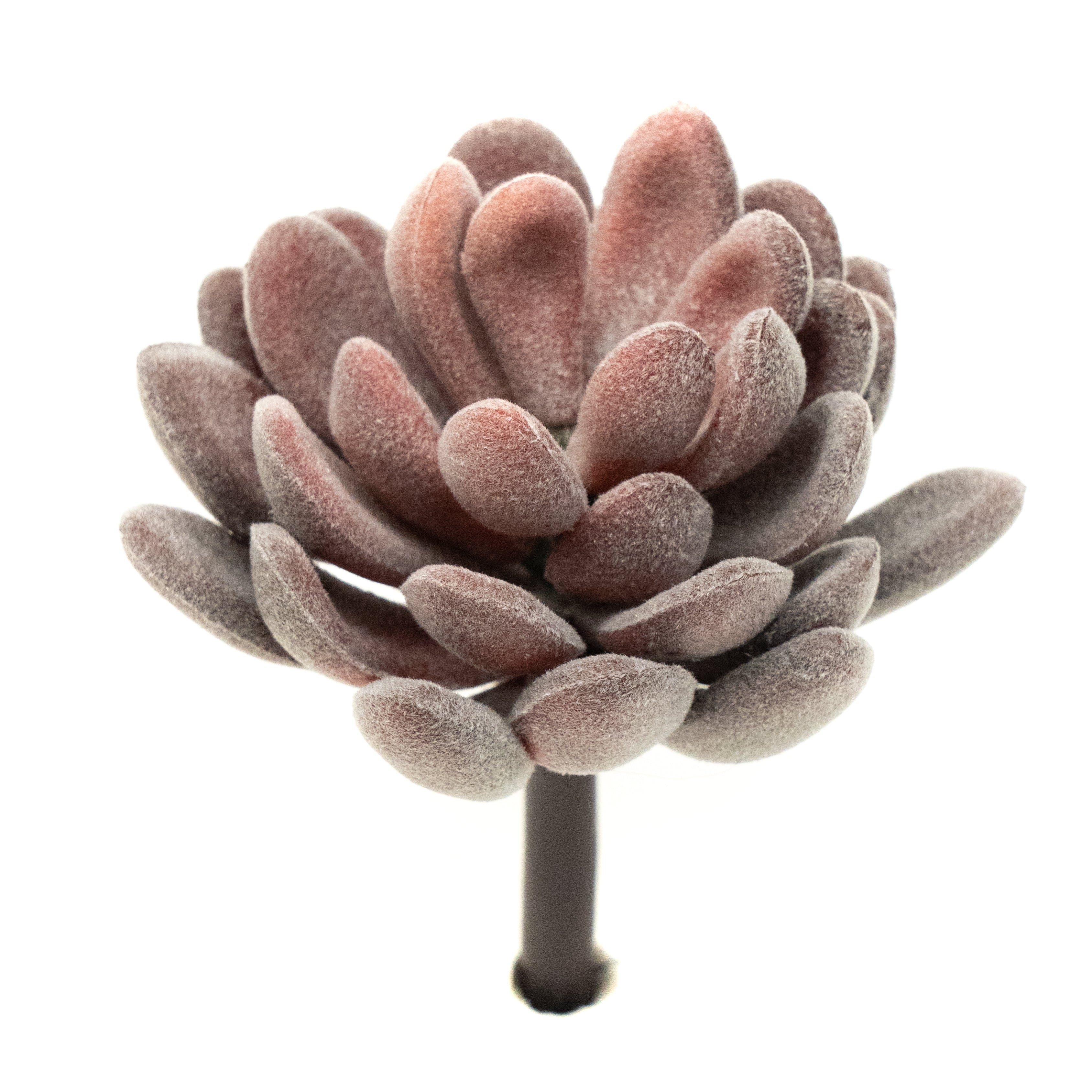 Crassulla Rogersii - Purple