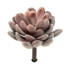 Load image into Gallery viewer, Crassulla Rogersii - Purple

