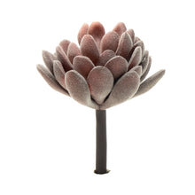 Load image into Gallery viewer, Crassulla Rogersii - Purple

