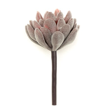 Load image into Gallery viewer, Crassulla Rogersii - Purple
