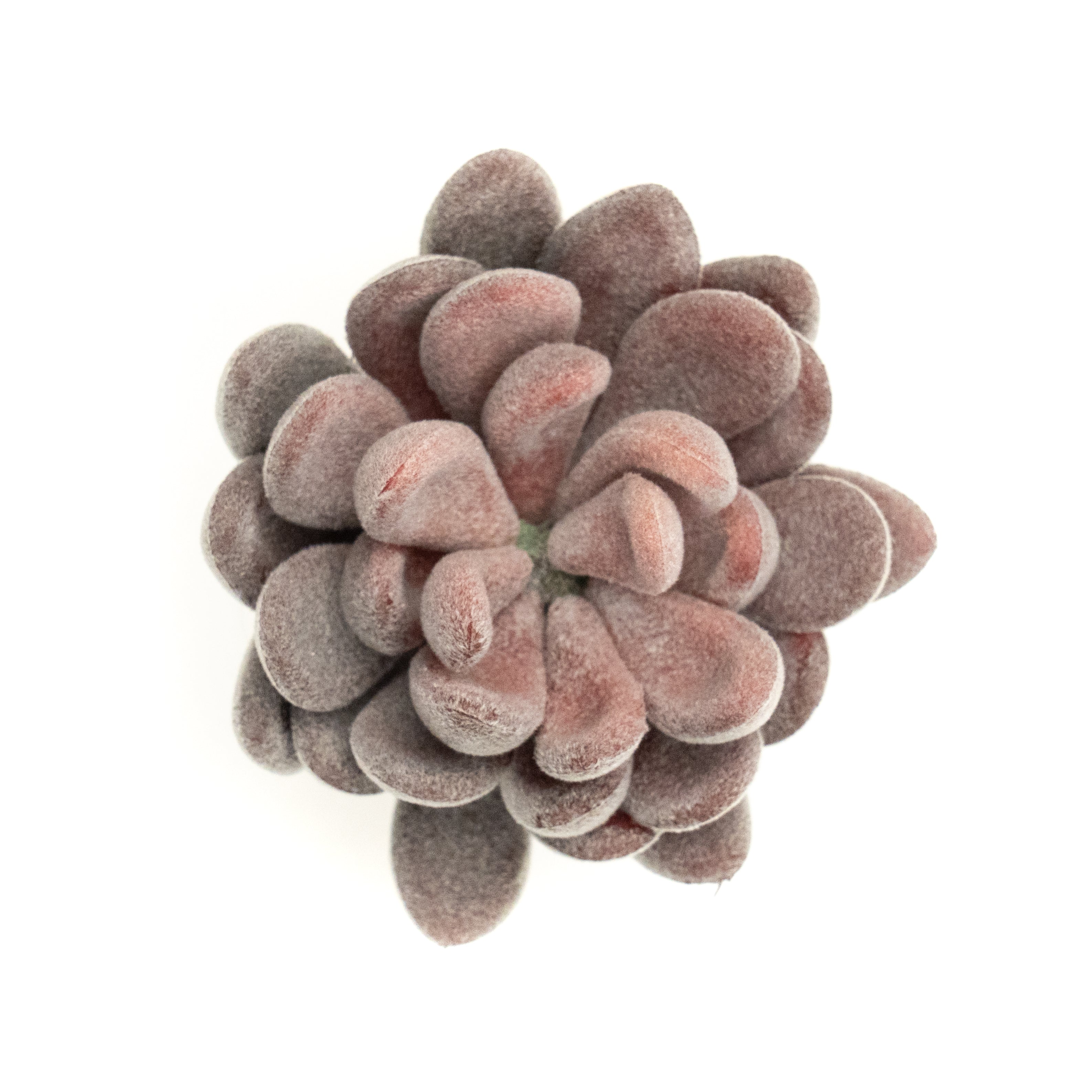 Crassulla Rogersii - Purple