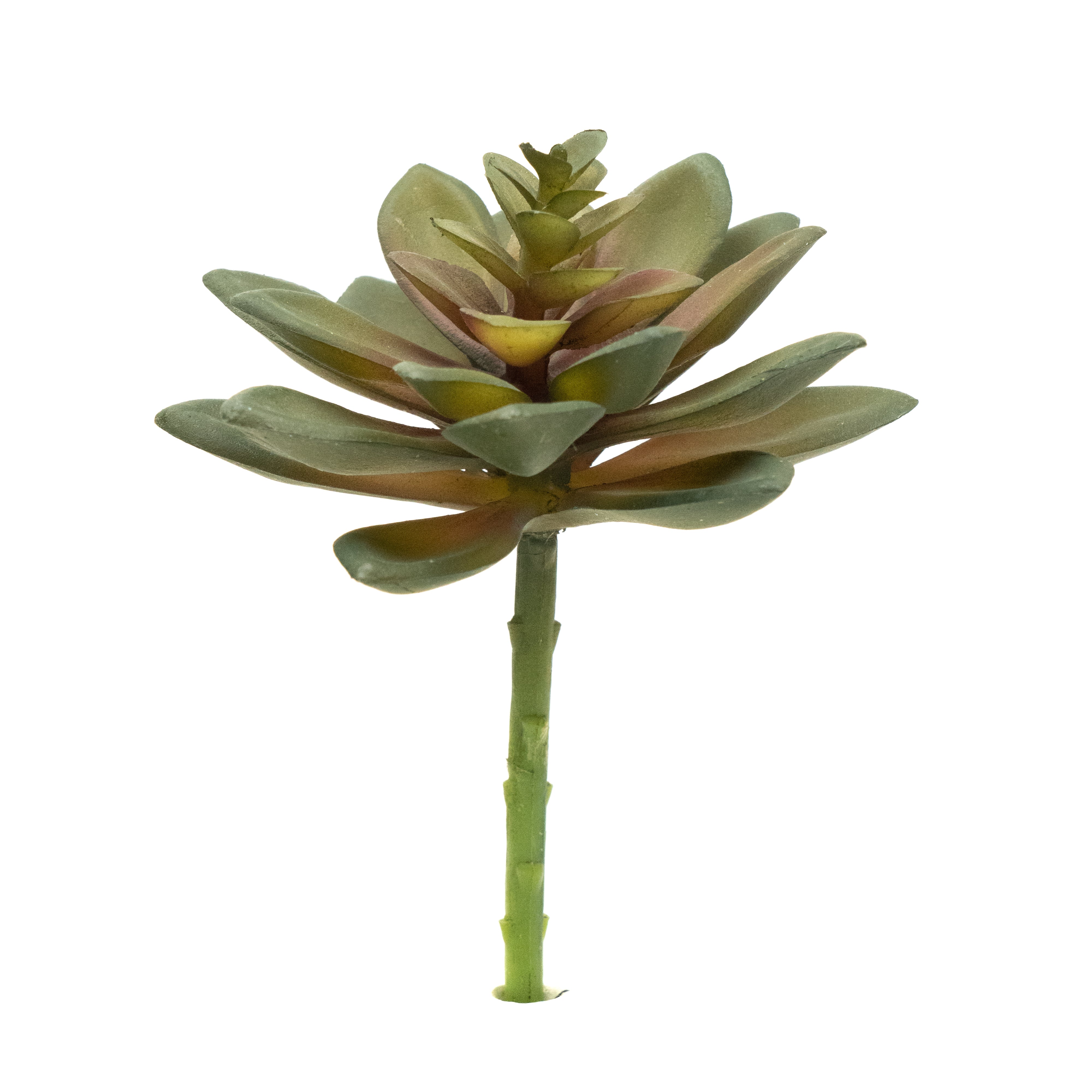 Sedum Adolphii - Light Green Tips