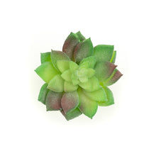 Load image into Gallery viewer, Echevaria Derenbergii

