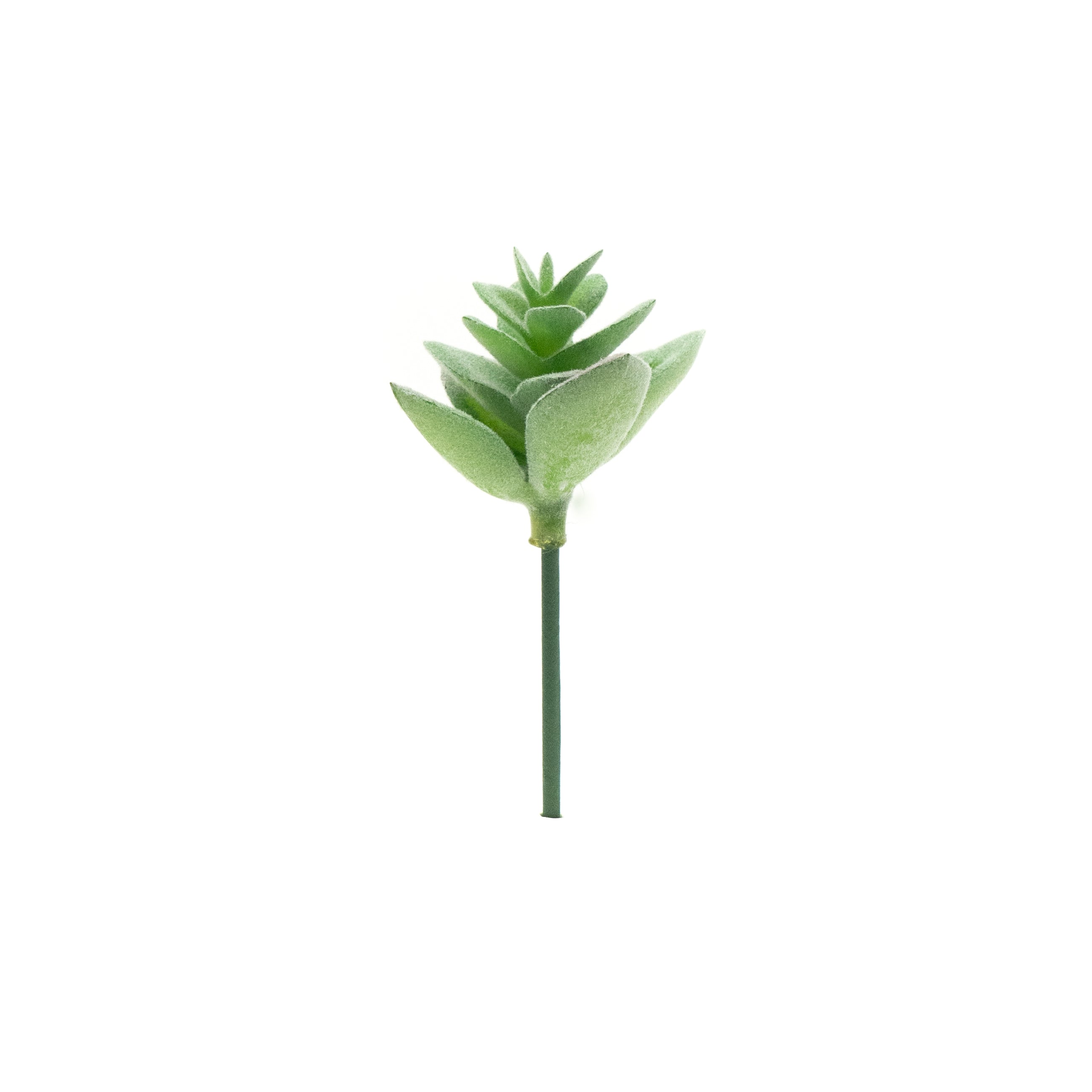 Crassulla Rupestris
