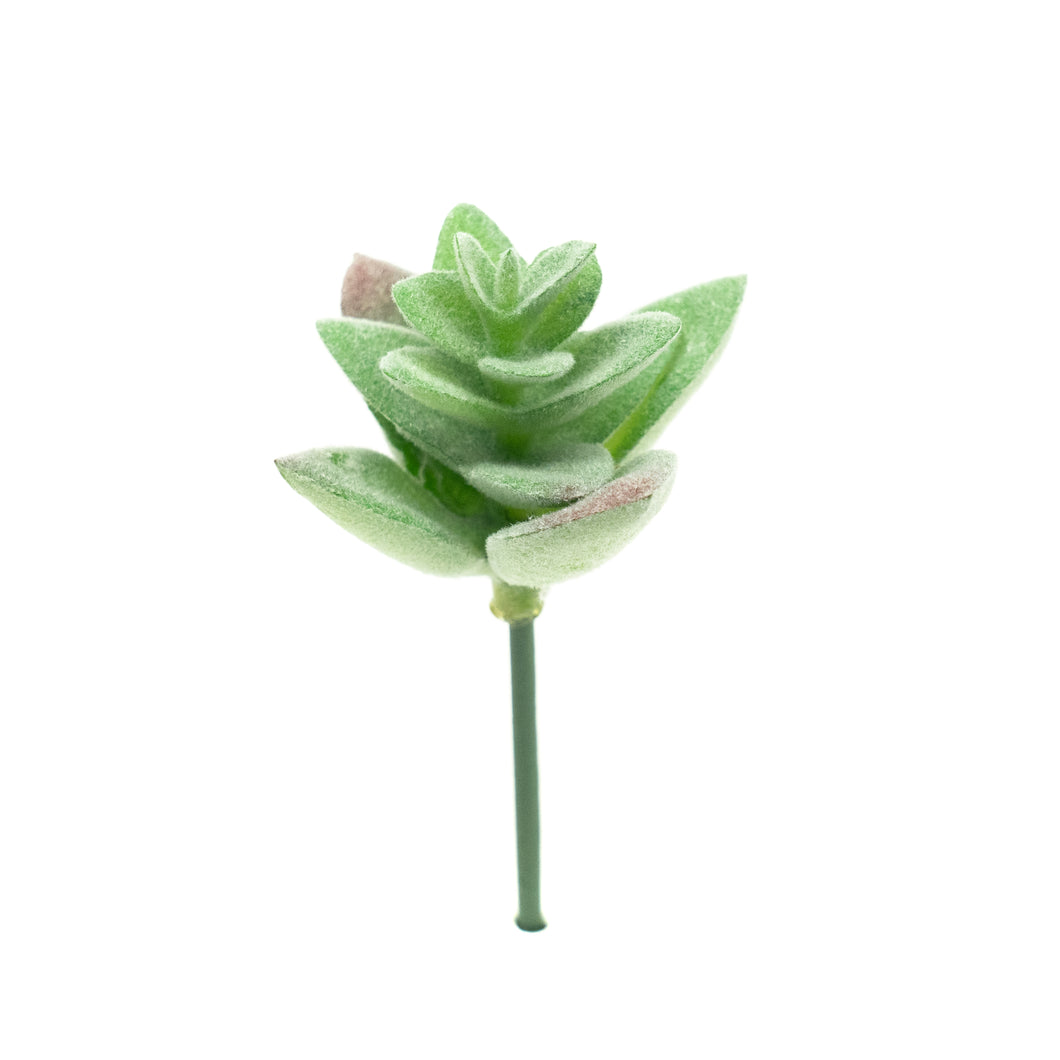 Crassulla Rupestris