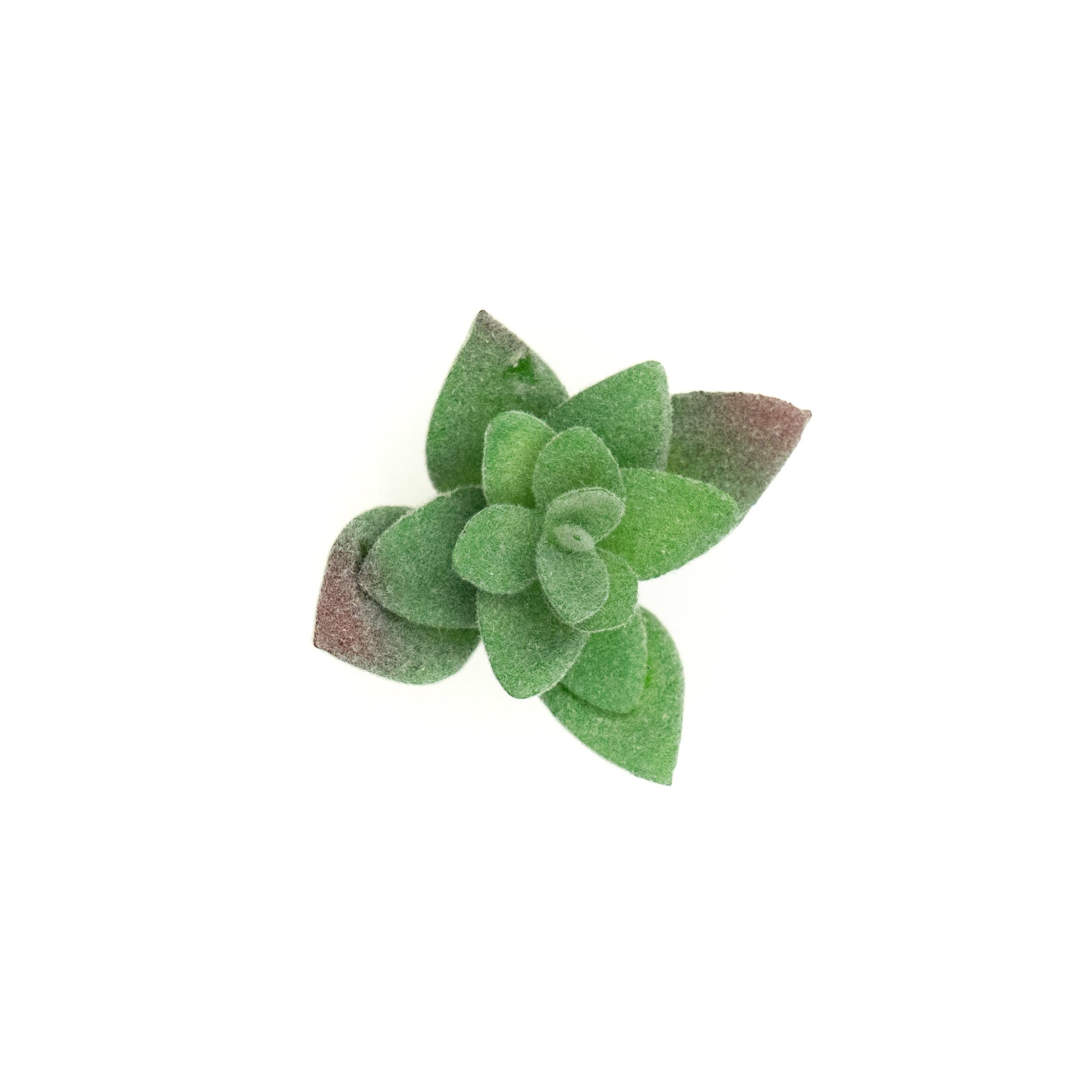 Crassulla Rupestris