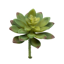 Load image into Gallery viewer, Sedum Adolphii - Maroon Tips
