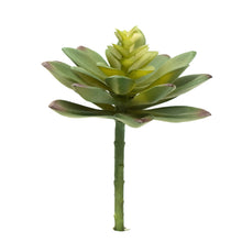 Load image into Gallery viewer, Sedum Adolphii - Maroon Tips
