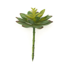 Load image into Gallery viewer, Sedum Adolphii - Maroon Tips
