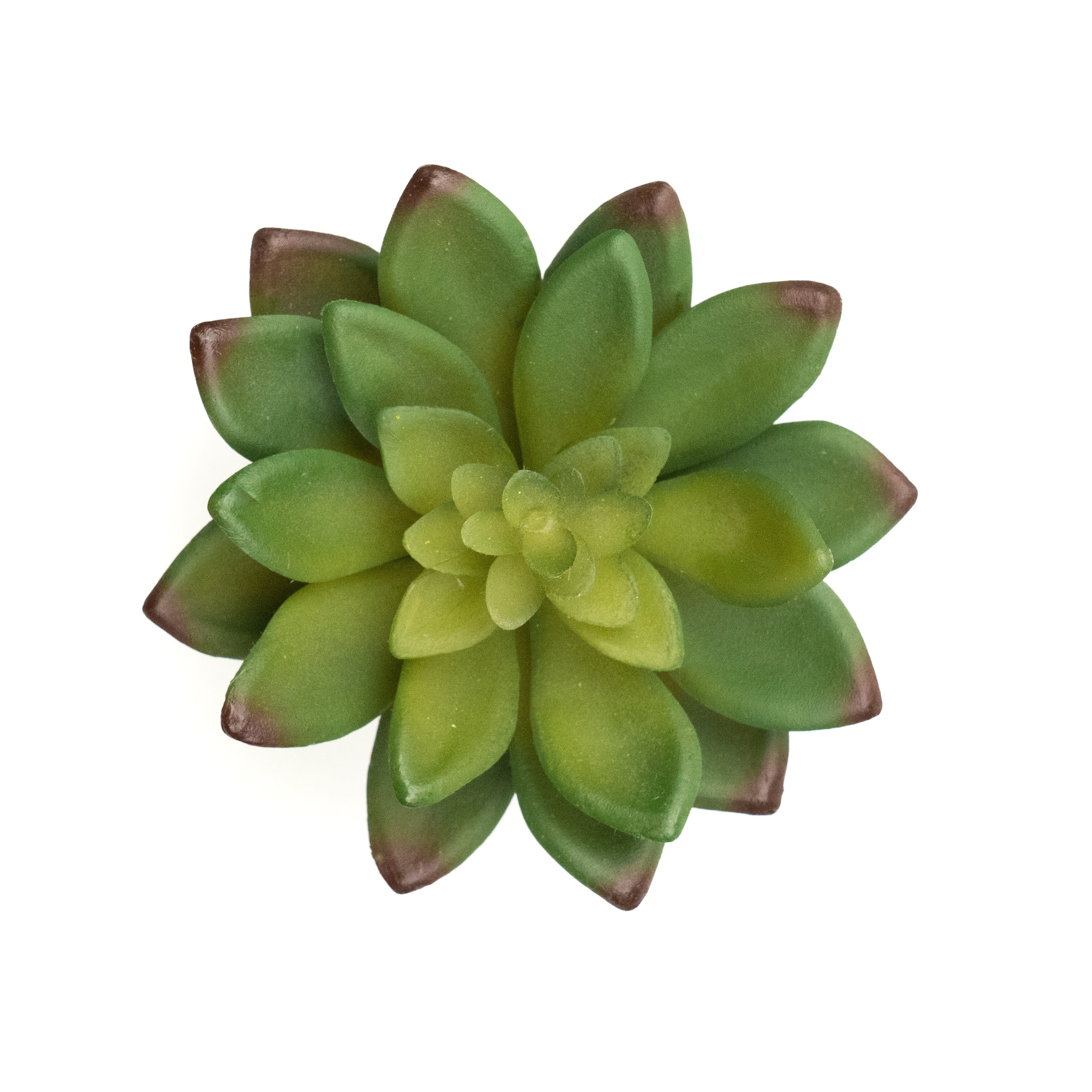 Sedum Adolphii - Maroon Tips