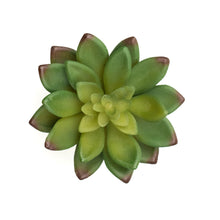 Load image into Gallery viewer, Sedum Adolphii - Maroon Tips
