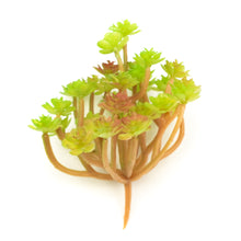 Load image into Gallery viewer, Aeonium Arboreum
