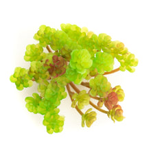 Load image into Gallery viewer, Aeonium Arboreum
