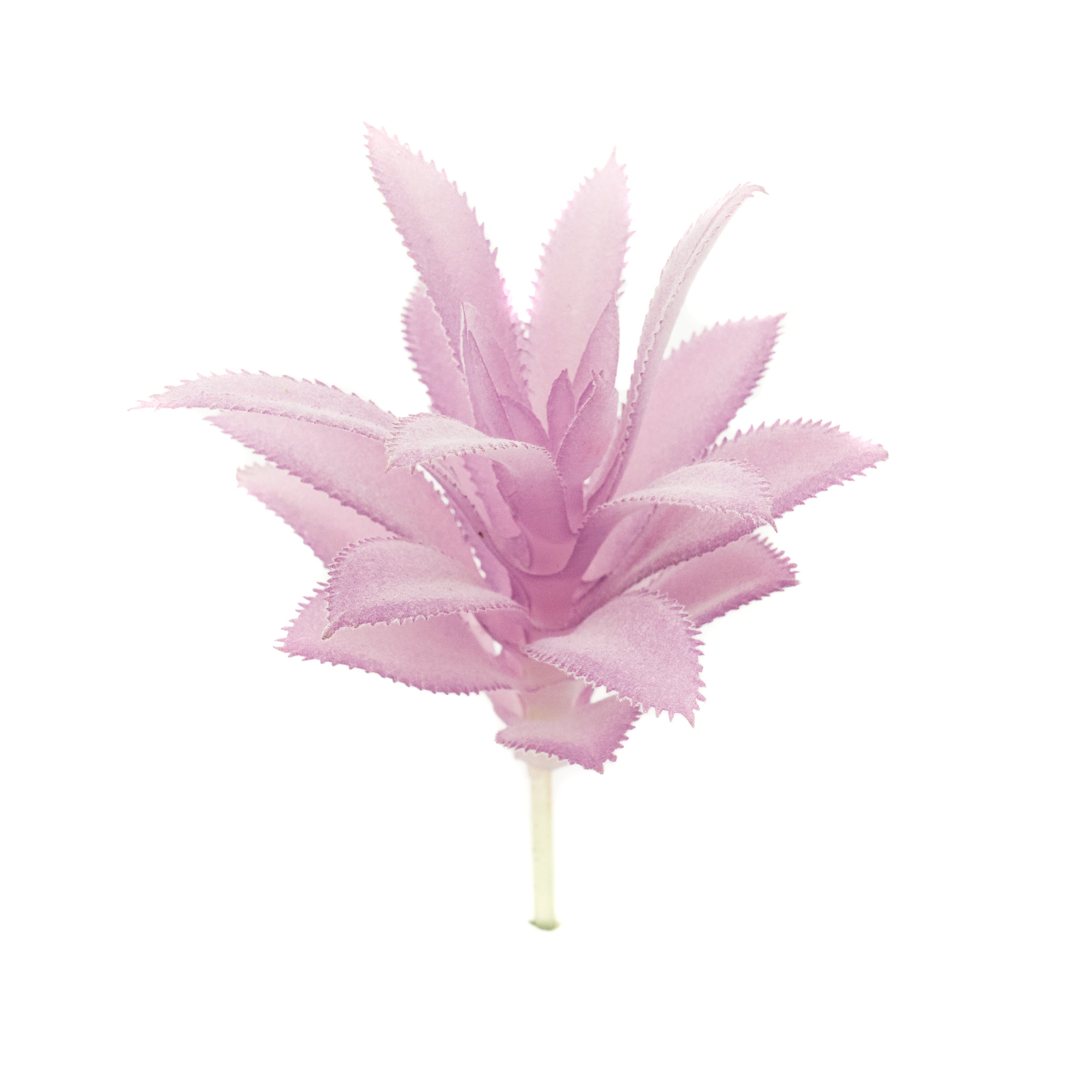 Gasteria Lav