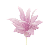 Load image into Gallery viewer, Gasteria Lav
