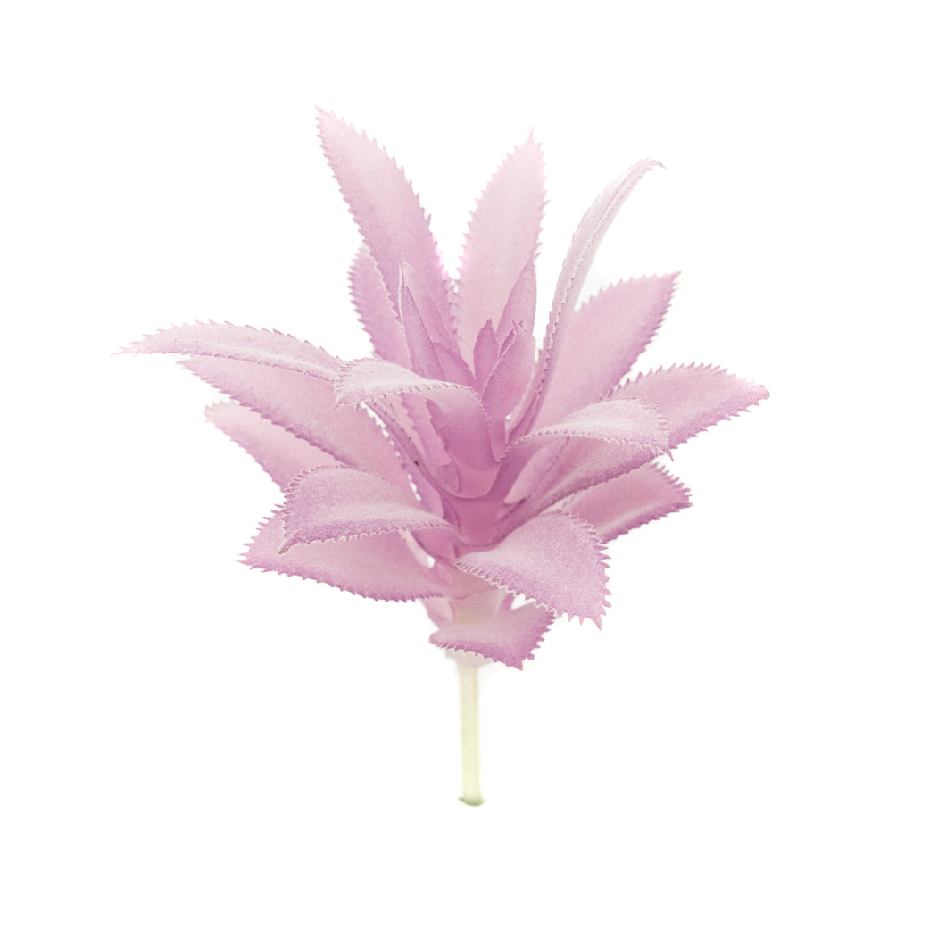 Gasteria Lav