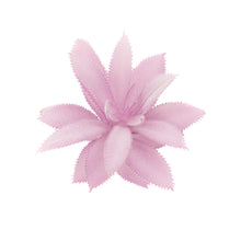 Load image into Gallery viewer, Gasteria Lav
