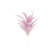 Load image into Gallery viewer, Gasteria Lav
