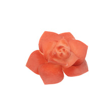 Load image into Gallery viewer, Echevaria Burg
