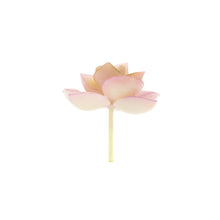 Load image into Gallery viewer, Echevaria Loti
