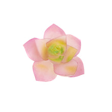 Load image into Gallery viewer, Echevaria Loti
