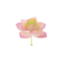 Load image into Gallery viewer, Echevaria Loti
