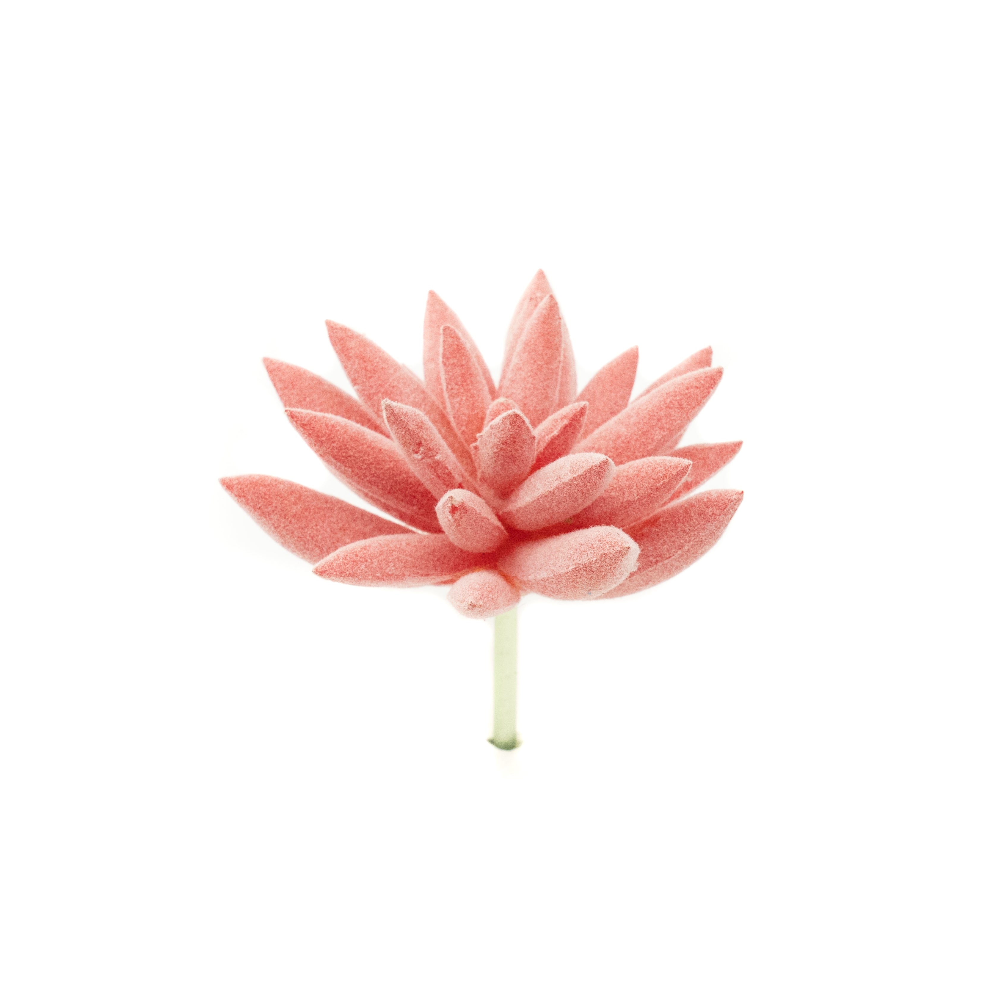 Pachyphytum Peach