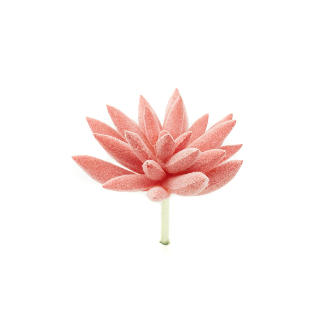 Pachyphytum Peach