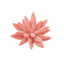 Load image into Gallery viewer, Pachyphytum Peach
