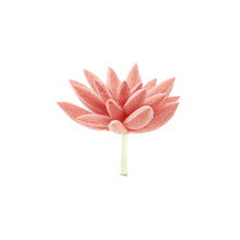 Load image into Gallery viewer, Pachyphytum Peach
