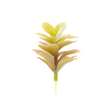 Load image into Gallery viewer, Klanchoe Laxiflora
