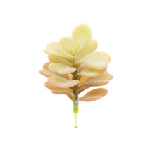 Load image into Gallery viewer, Klanchoe Laxiflora
