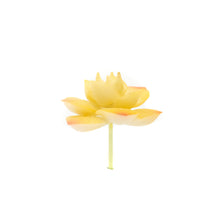 Load image into Gallery viewer, Echevaria Yellow
