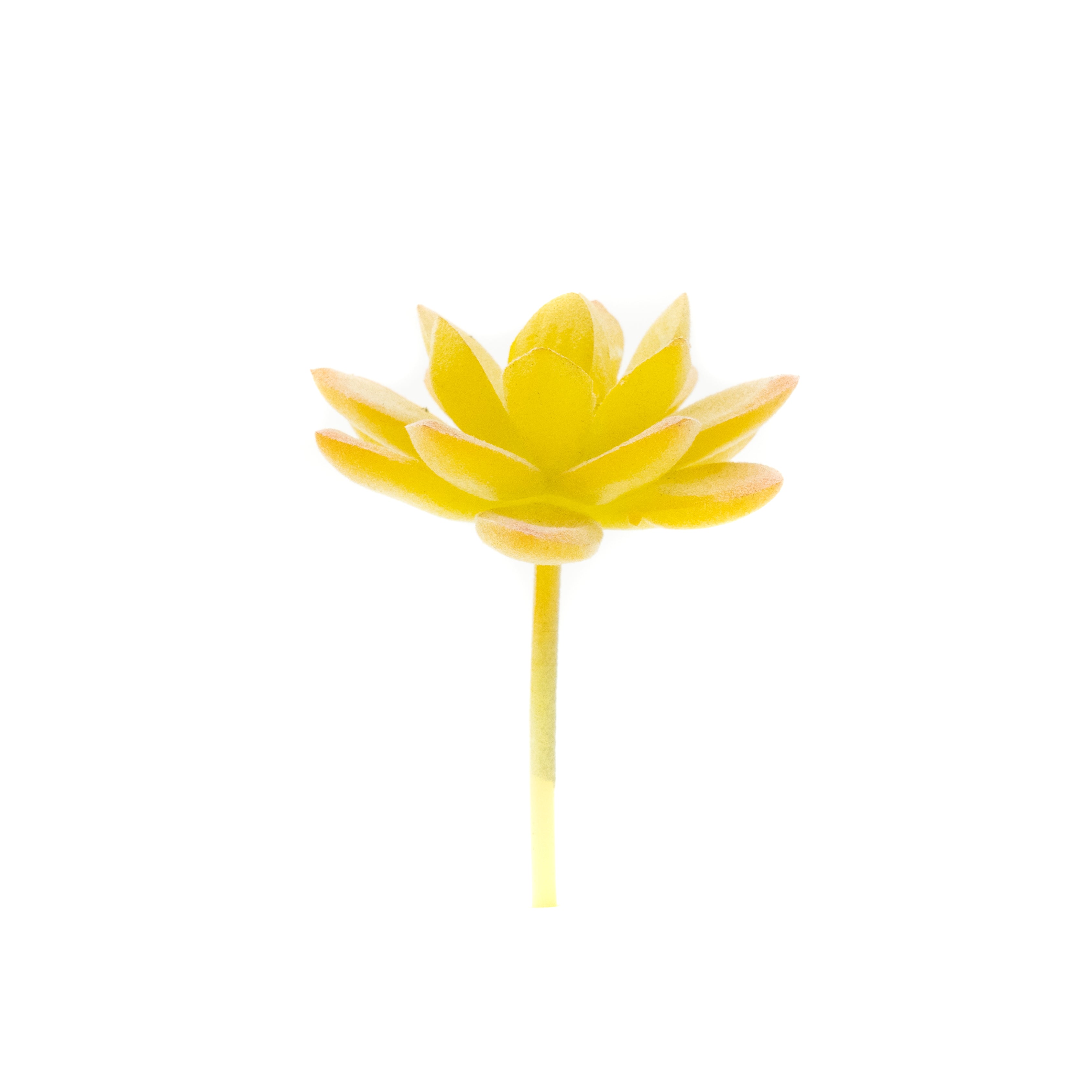 Sedum Album - Yellow