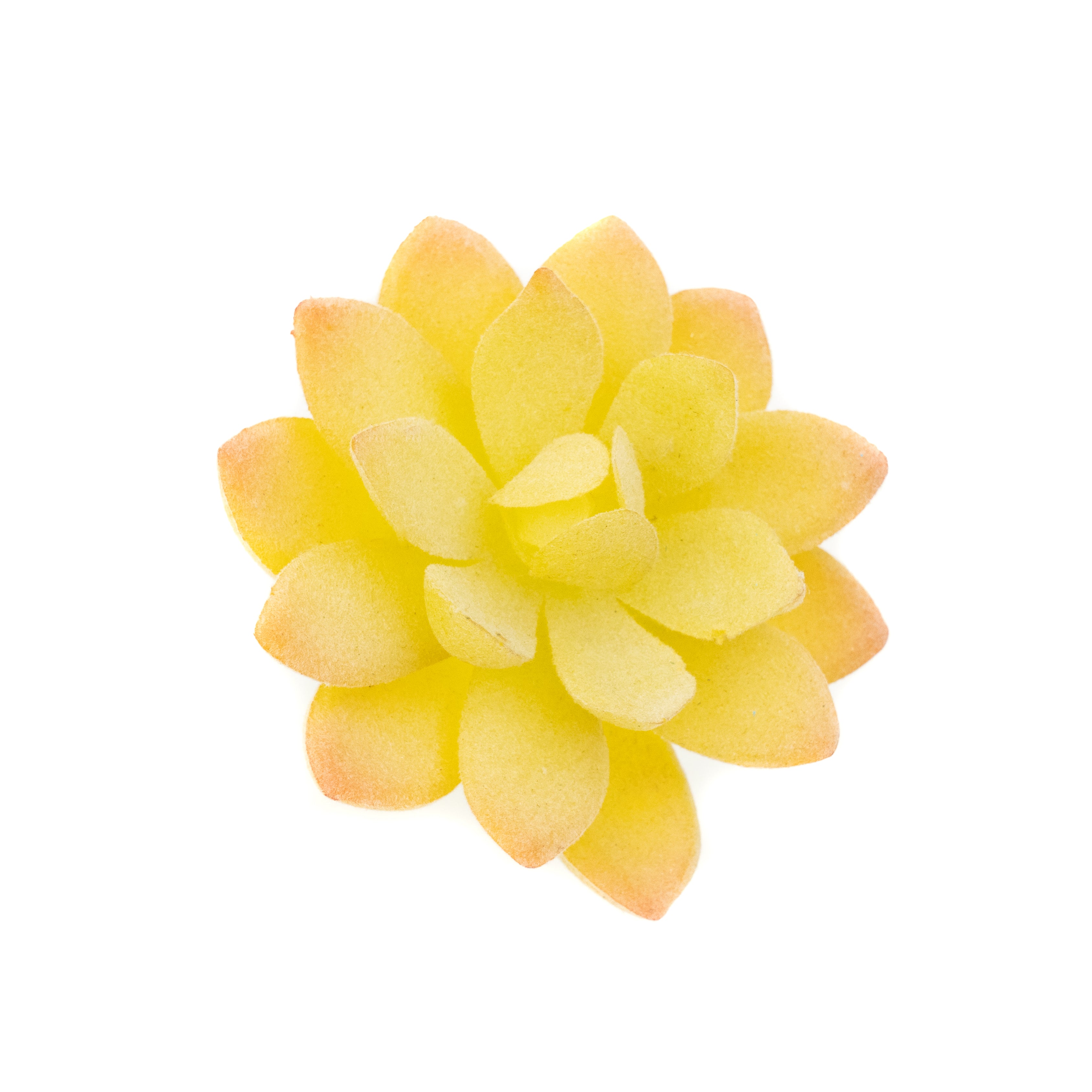 Sedum Album - Yellow