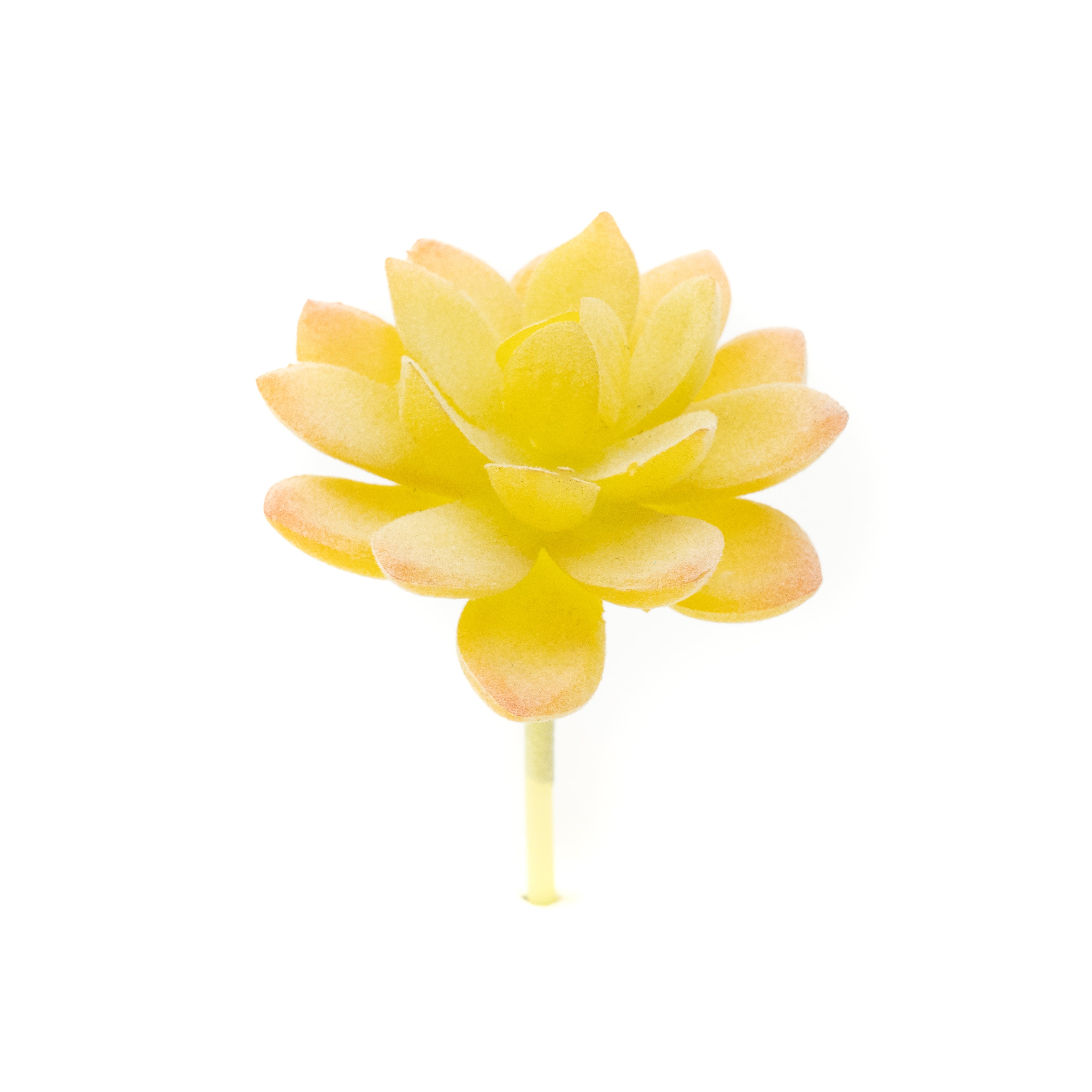 Sedum Album - Yellow