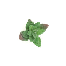 Load image into Gallery viewer, Crassulla Rupestris
