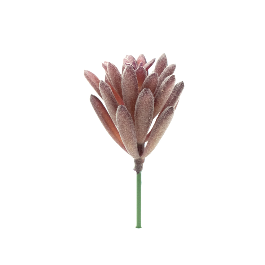 Sedum Hispanica
