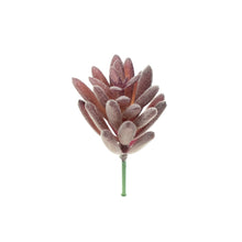 Load image into Gallery viewer, Sedum Hispanica
