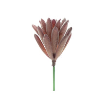 Load image into Gallery viewer, Sedum Hispanica

