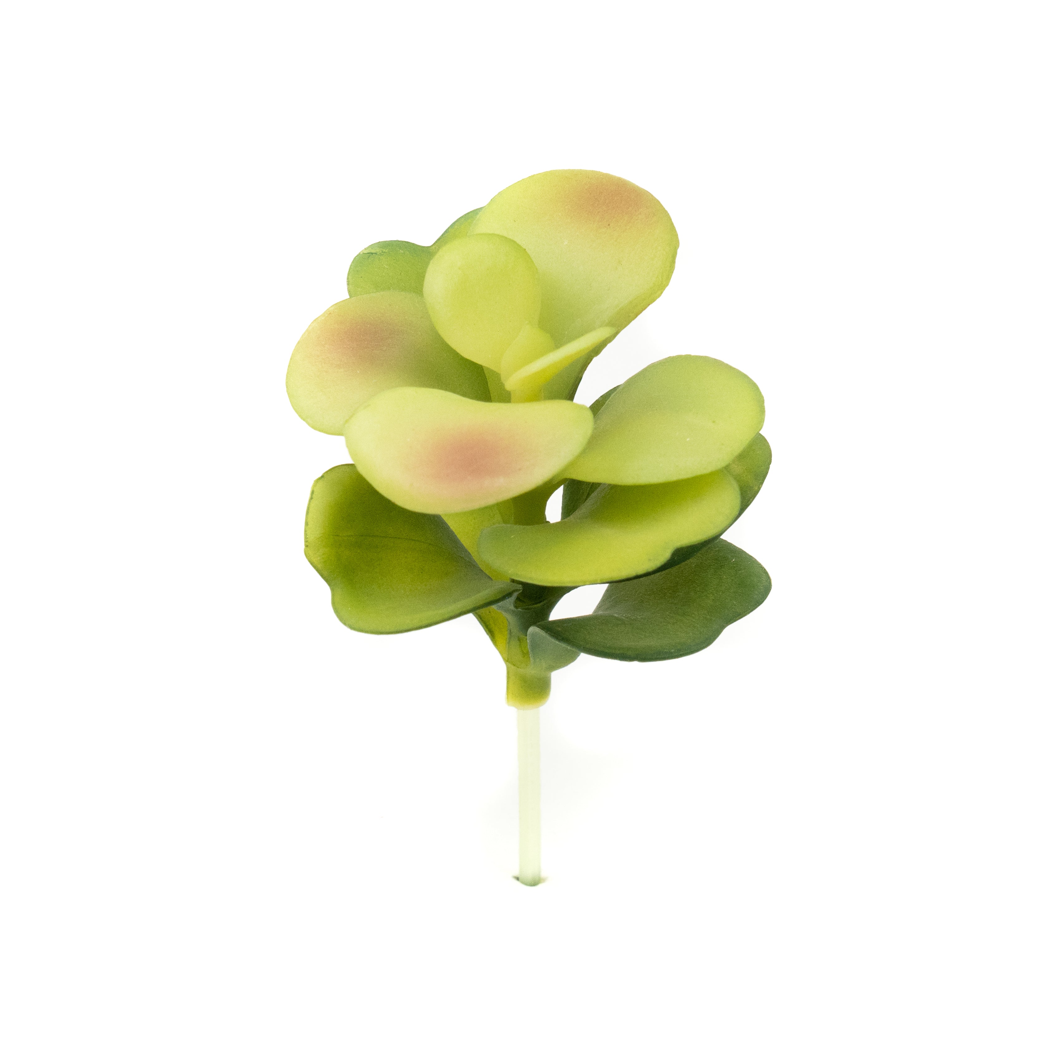 Kalanchoe Thyrsiflora