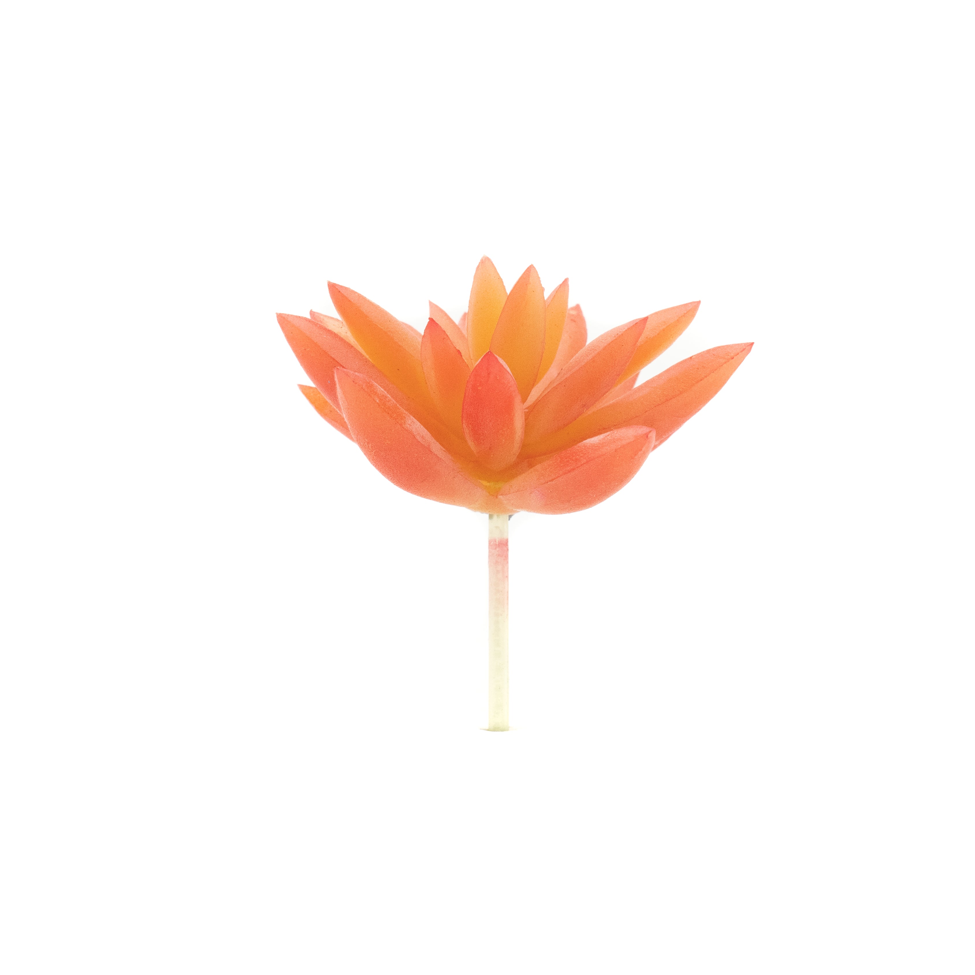Pachyphytum Orange