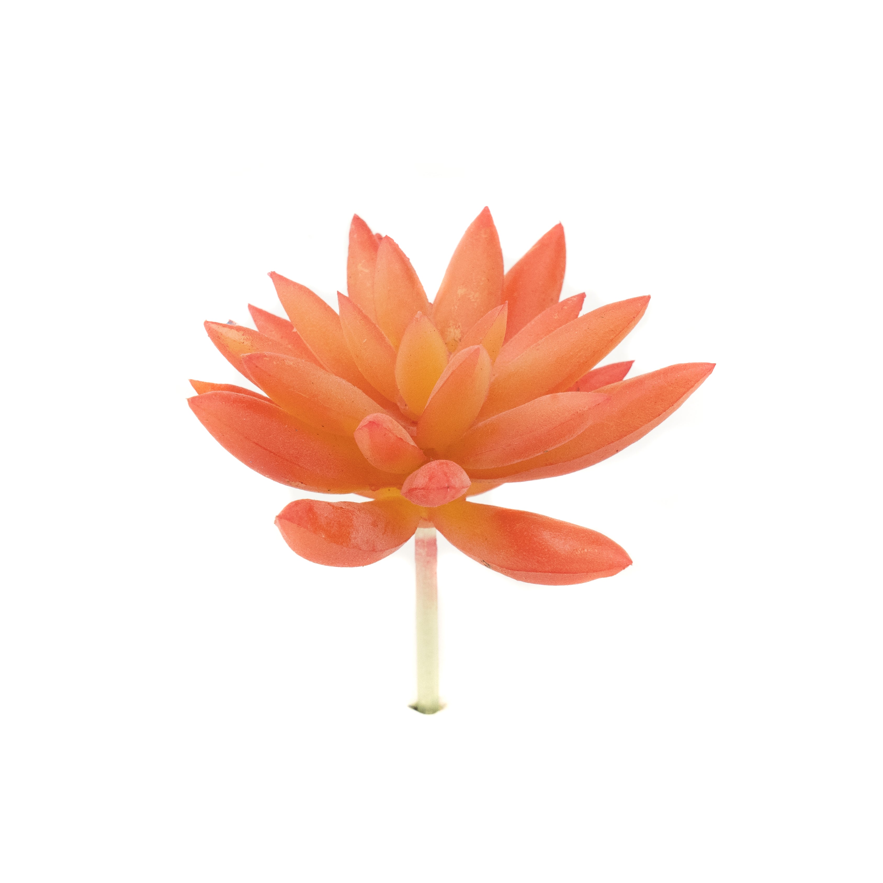 Pachyphytum Orange