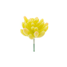 Load image into Gallery viewer, Sedum Hirsutum - Yellow
