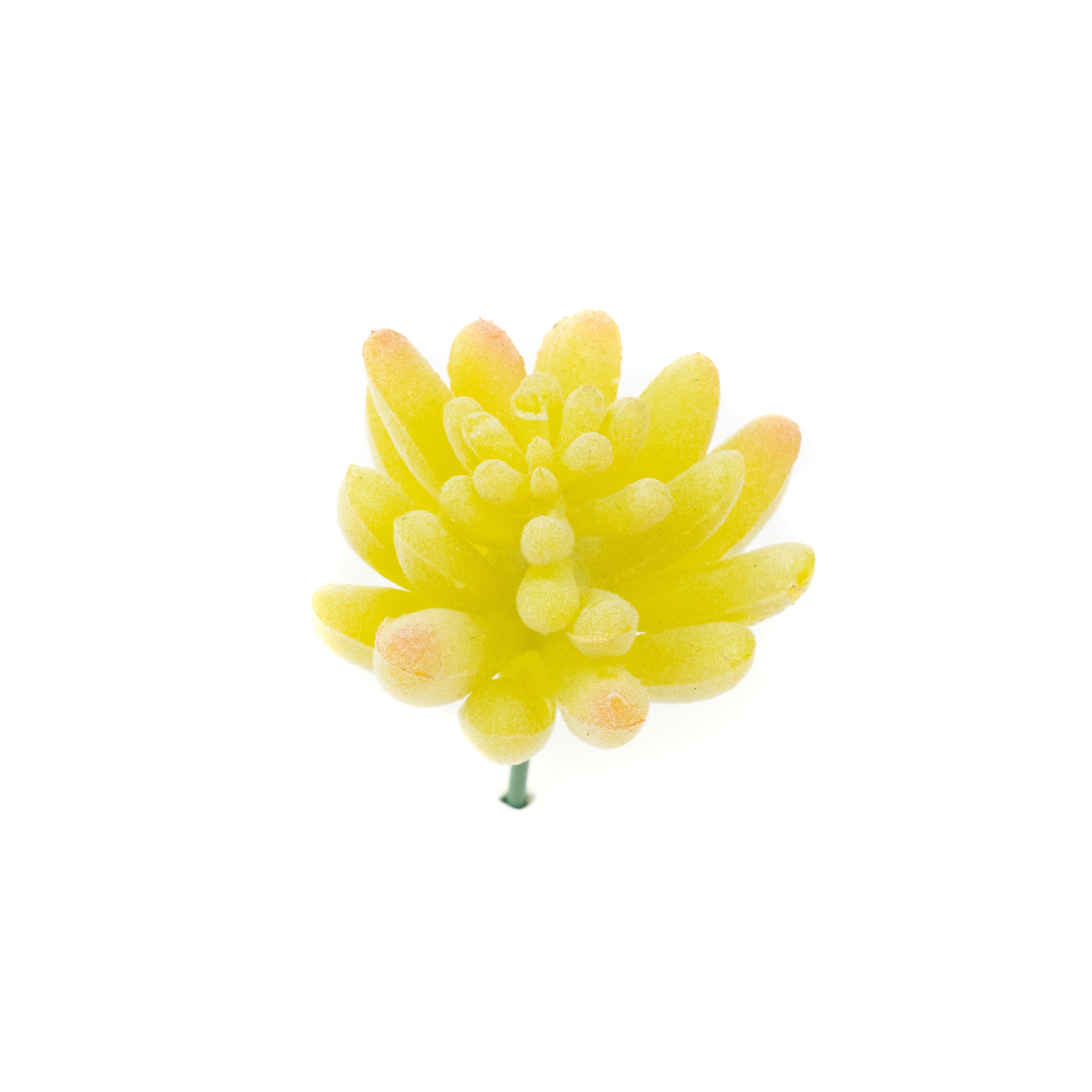 Sedum Hirsutum - Yellow