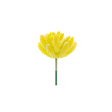 Load image into Gallery viewer, Sedum Hirsutum - Yellow

