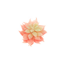 Load image into Gallery viewer, Echevaria Monroe

